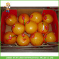 Super Quality Low Price Fresh Pomelo - NEW ARRIVAL
